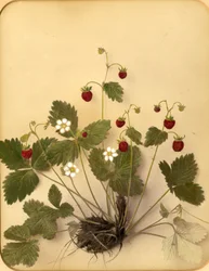 Wilde Erdbeerblüten, 1870er Jahre
